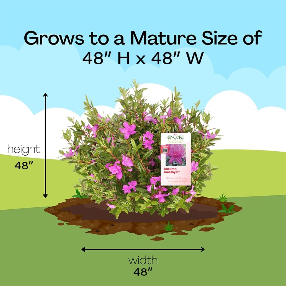 Encore Azalea 2 Gal. Autumn Amethyst Azalea Shrub