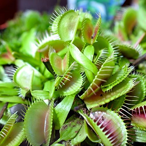 Outsidepride Venus Flytrap Seeds - 20 Pcs Perennial, Unique & Carnivorous, Indoor Plant Seeds for House Plants, Easy to Grow & Low Maintenance