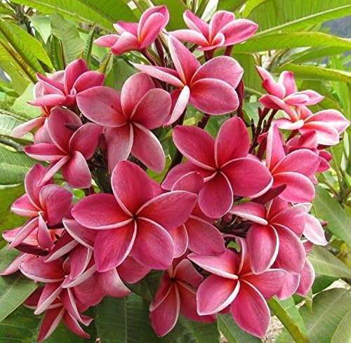 Hawaiian Pink Plumeria Plant Cutting Unrooted KH4