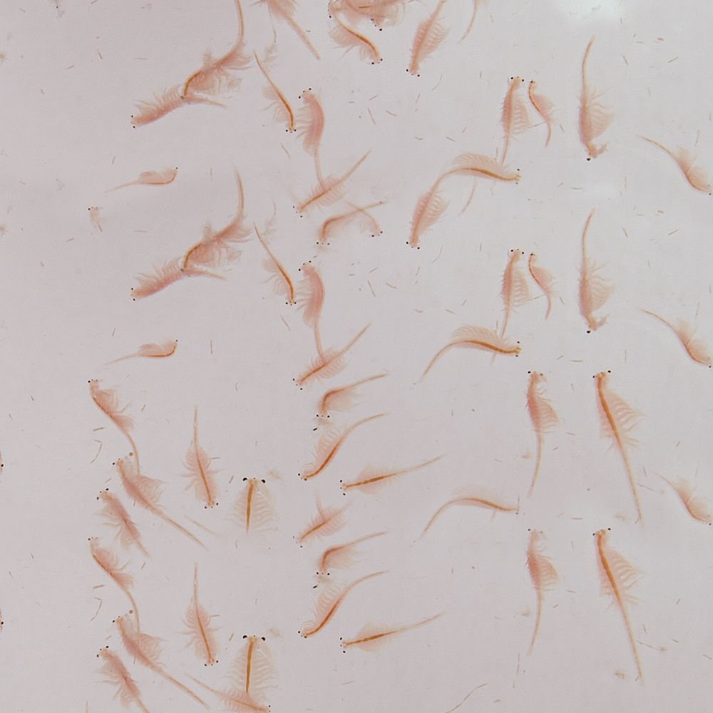 Carolina Live Adult Brine Shrimp (Artemia) – Ready-to-Feed Nutrition for Fish & Aquatic Organisms | No Hatching Required | 2 oz. Live Culture
