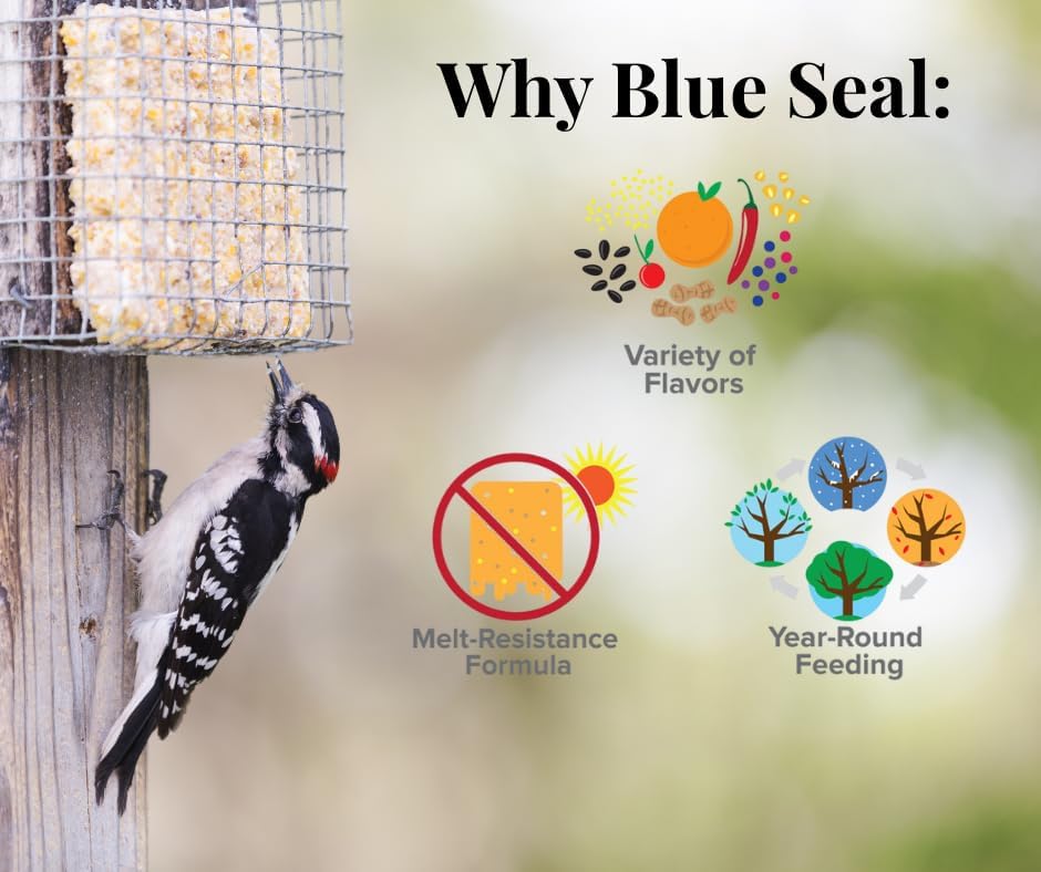 Blue Seal Nuts & Berry Suet Cakes for Wild Birds - No Mess Suet Feed, Food for Woodpeckers, Cardinals, Siskins, Sparrows & More - 11oz Suet Feeder