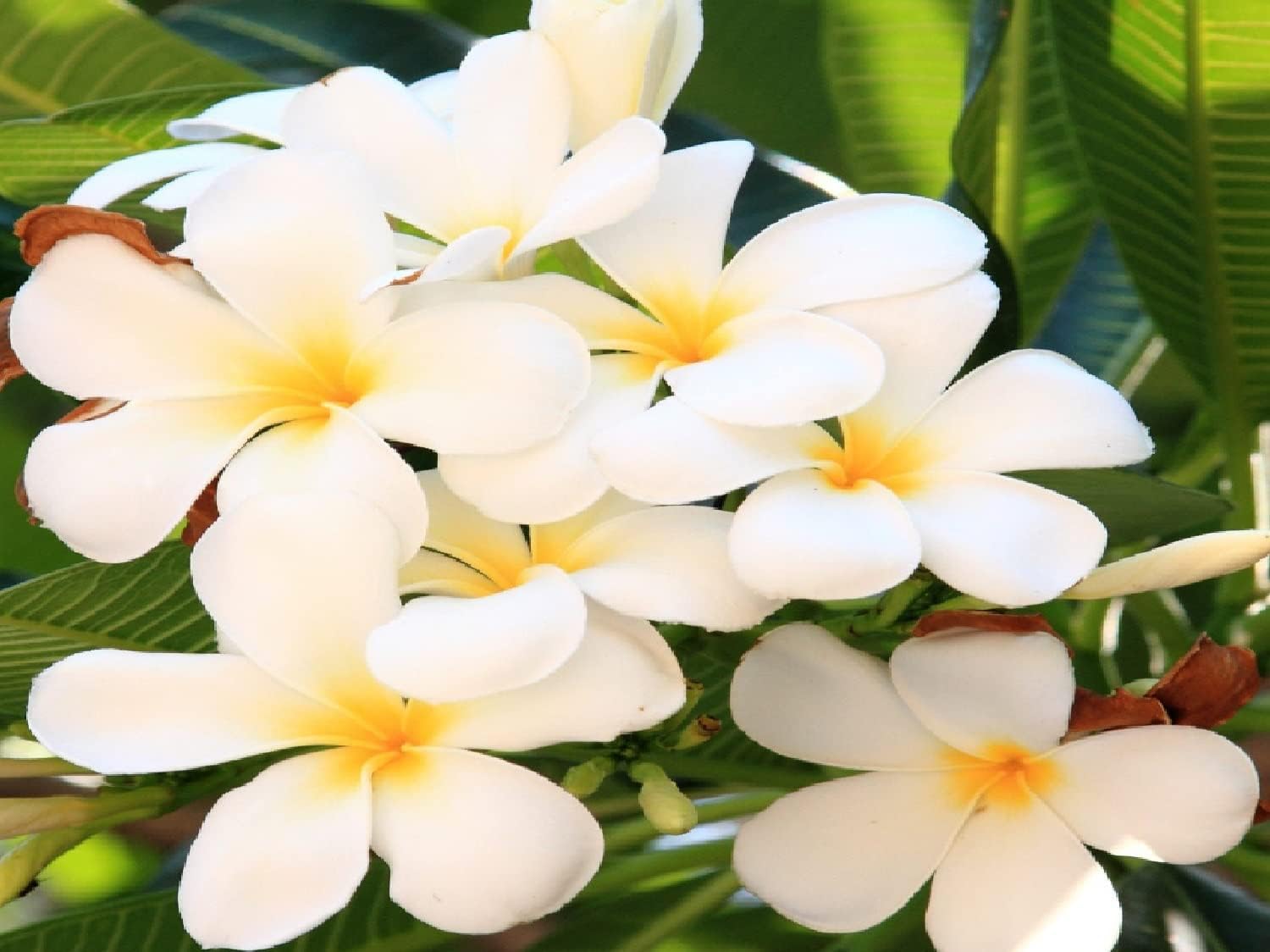 4 Hawaiian Plumeria Plant Cutting Craft Kit -Project for DIY Gardening | 4 Pack Mixed Color Educational Activities and Creative Hobby Learning