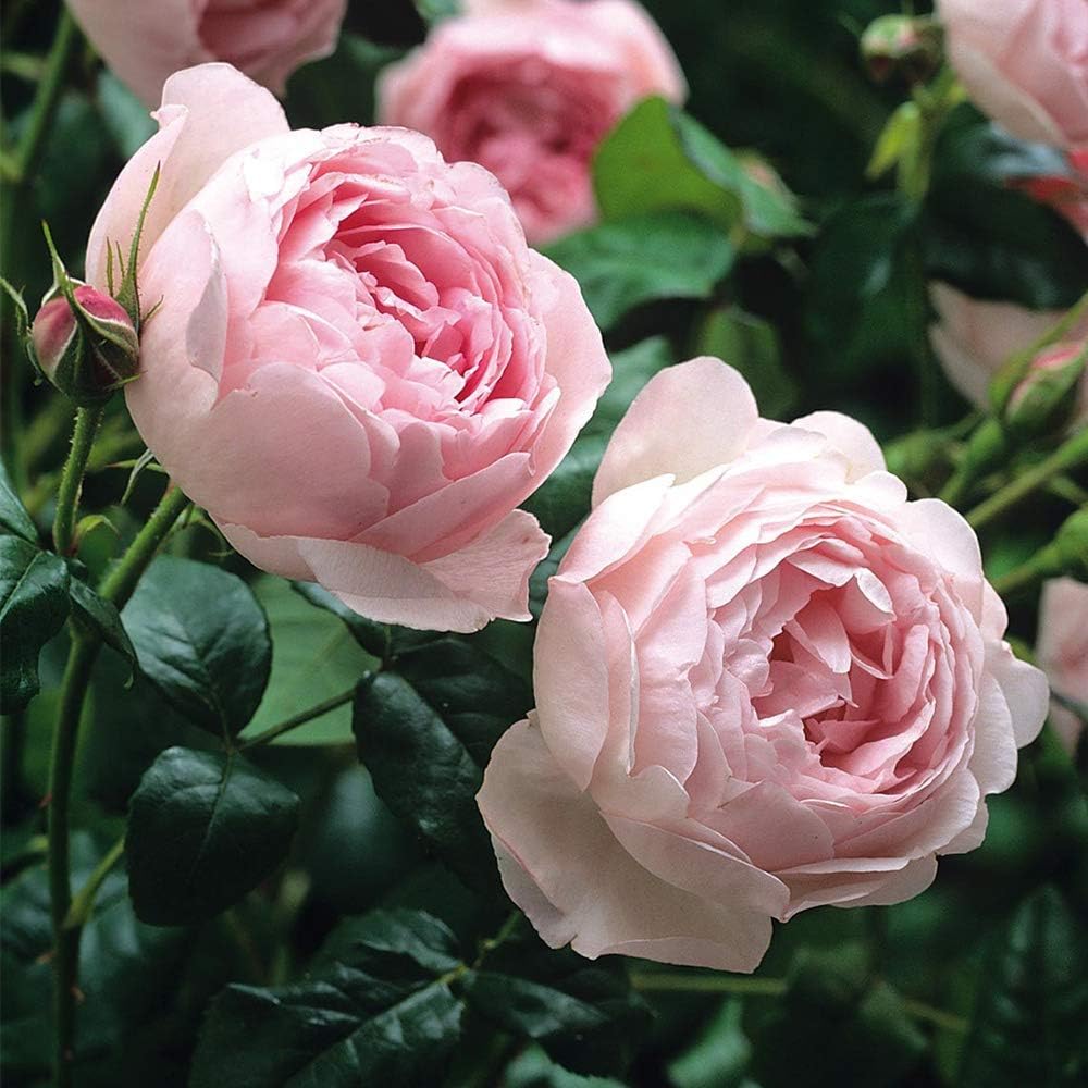 Heirloom English Shrub Roses, Live Own Root Plant, Scepter'd Isle® | Exceptionally Fragrant, Hardiness Zones: 5-10, Continual Blooming