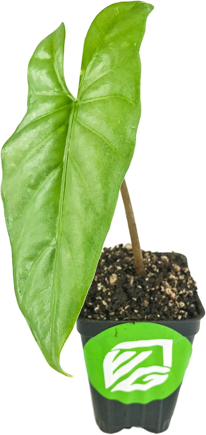 Stingray Elephant Ear Live Plant - Alocasia stringray by Wellspring Gardens - Alocasia - Unique Foliage - Versatile Plant - Tropical Plant