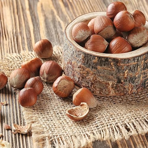 Anna and Sarah Large Oregon Hazelnuts in Shell in Box, 5 Lbs