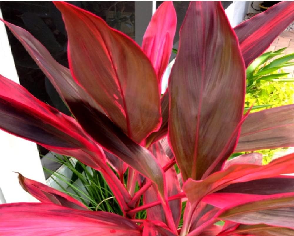 HAWAIIAN RED TI LEAF PLANT 2 LOGS ~ GROW HAWAII