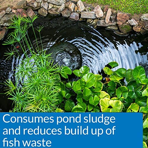 API POND-ZYME SLUDGE DESTROYER (1 Pound) Pond Cleaner with Natural Pond Bacteria - Up to 16,000 Gallons - Reduces Fish Waste Buildup - Consumes Muck & Sludge - Spring Start Up & Regular Care