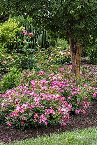 Drift Roses - Rosa Peach Drift (Rose) Rose, double peach flowers, #2 - Size Container