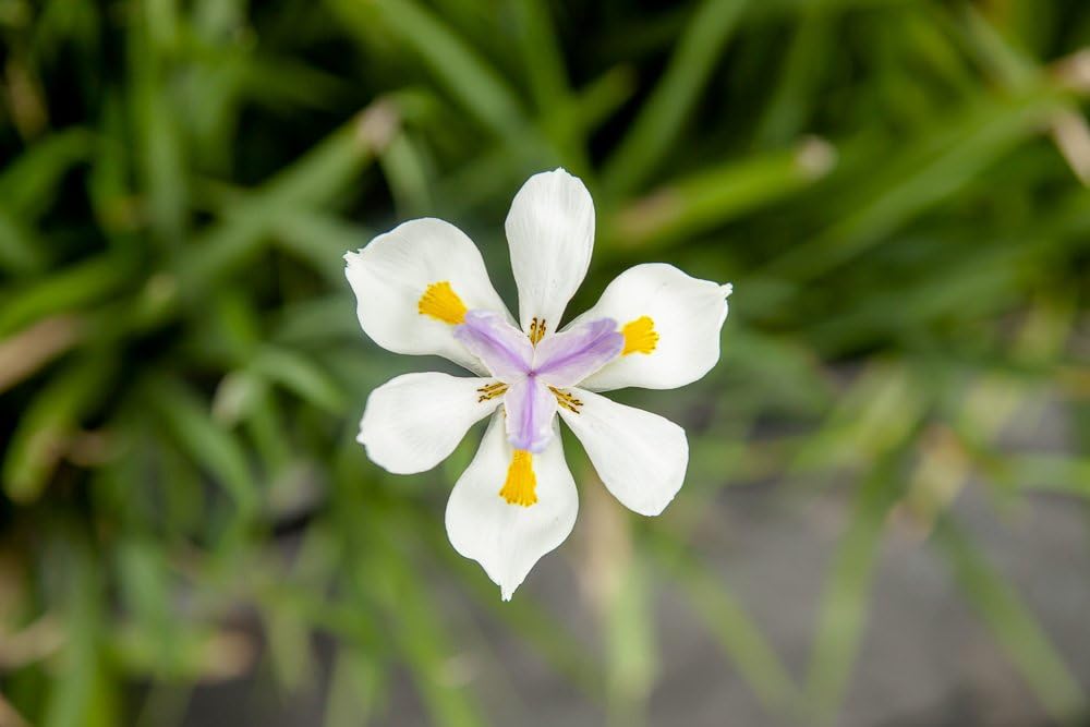White African Iris 1 Gallon