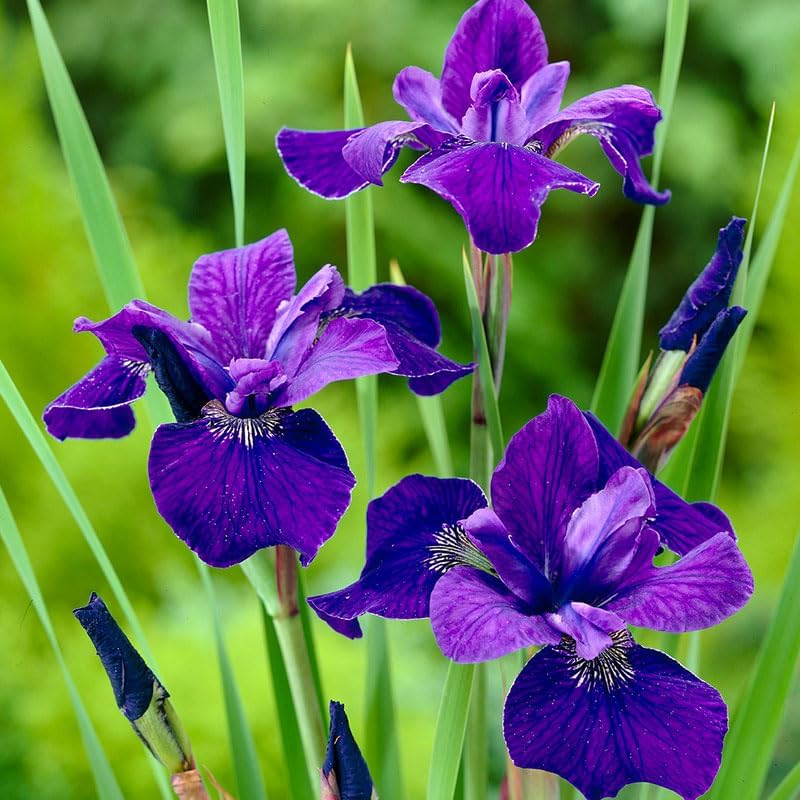 Caesars Brother Blue Siberian Iris Flower Bulbs - 5 Roots per Pack - Deer Resistant - Good as Cut Flowers - Naturalizing - Perennializing - Easy to
