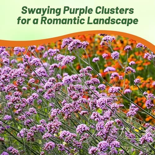 Outsidepride Purpletop Verbena Seeds for Planting - 5000 Pcs. Annual, Drought Tolerant & Easy to Grow, Ground Cover with Fragrant & Vibrant Blooms for Containers, Borders & Pollinator Gardens