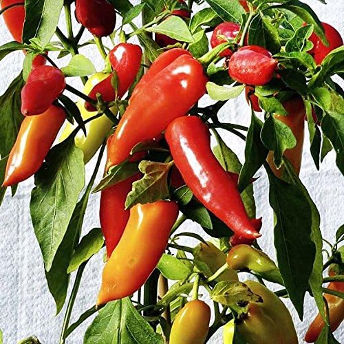 30 Hungarian Sweet Banana Wax Sweet Pepper Seeds Heirloom Non-GMO from USA | Prolific, Spicy, Delicious, Capsicum annuum
