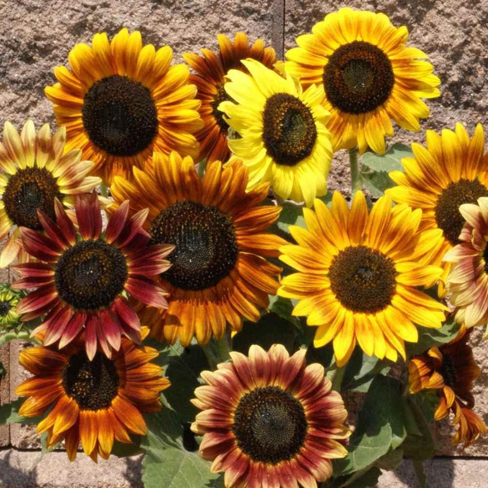 Outsidepride Autumn Beauty Sunflower Seeds for Planting - 1 Lb. Annual, Easy to Grow Flower Seeds w/Vibrant, Abundant Blooms for Cut Flower Arrangements & Pollinator & Vegetable Gardens
