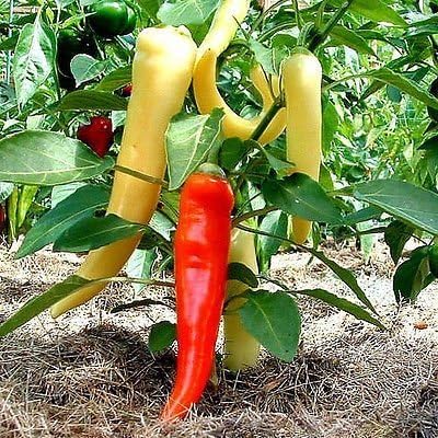 30 Hungarian Sweet Banana Wax Sweet Pepper Seeds Heirloom Non-GMO from USA | Prolific, Spicy, Delicious, Capsicum annuum