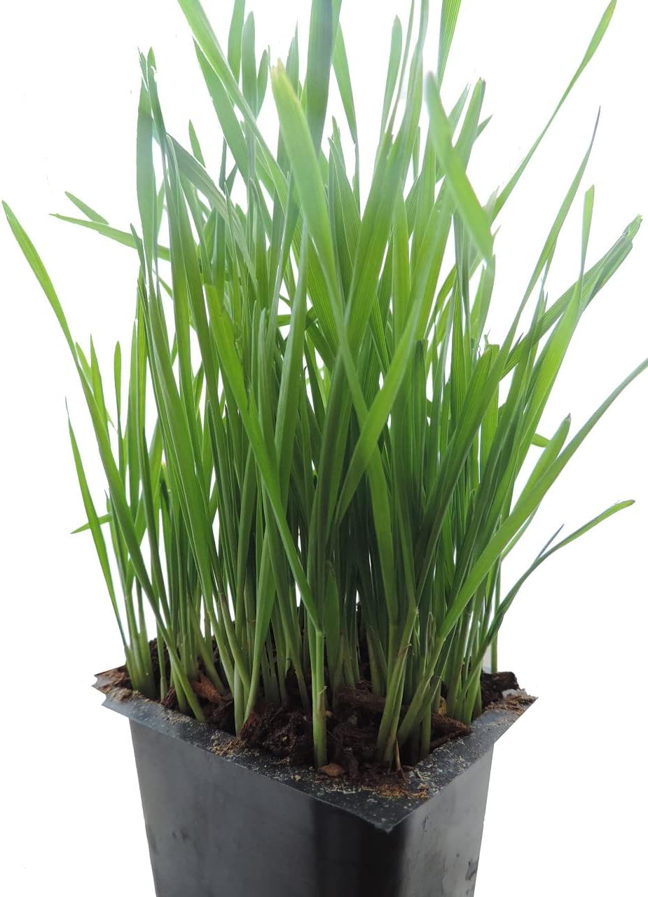 Todd's Seeds Hard Red Wheatgrass Seeds, 5 lb Bulk – Non-GMO | Hard Red Winter Wheat variety. Bulk 5 lb supply. High germination rate. Grow in soil or hydroponics. USA packed.