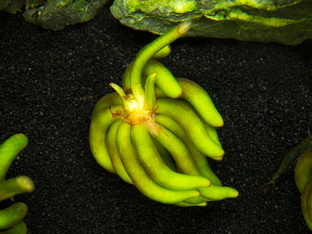 Banana Plant (Nymphoides Aquatica) Live Aquarium Plants BUY2GET1