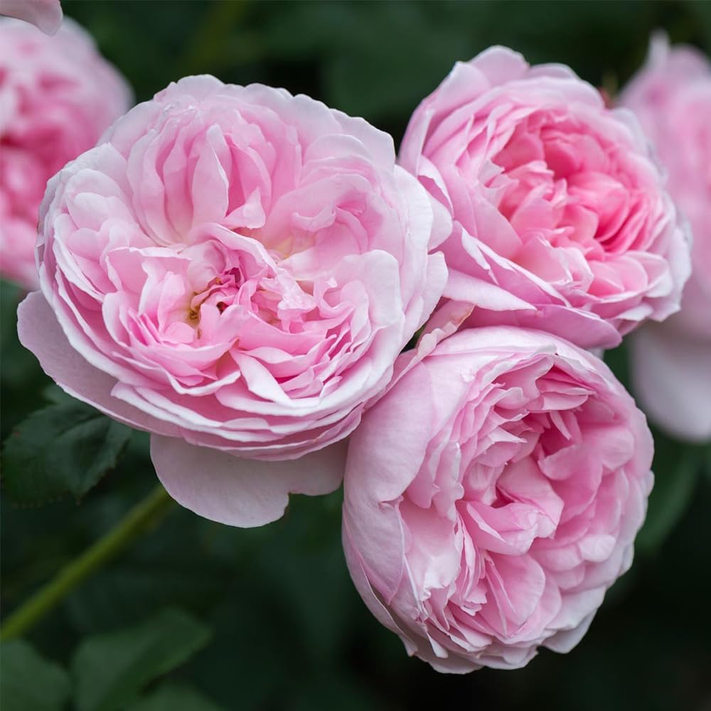 Heirloom English Shrub Roses, Live Own Root Plant, Scepter'd Isle® | Exceptionally Fragrant, Hardiness Zones: 5-10, Continual Blooming
