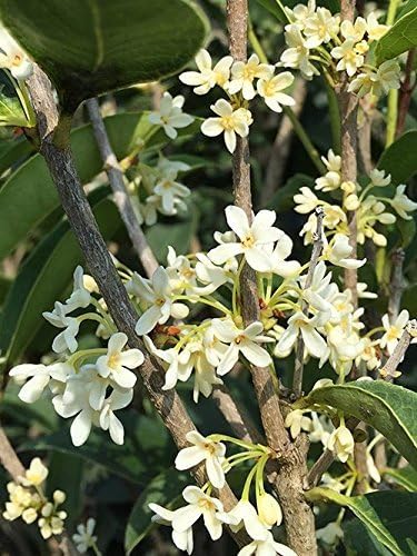 Perfect Plants Tea Olive Live Plant, 1 Gallon, Fragrant Osmanthus | Sweetly scented blooms perfume the whole yard, zones 8-11, glossy evergreen for privacy hedges, draws hummingbirds