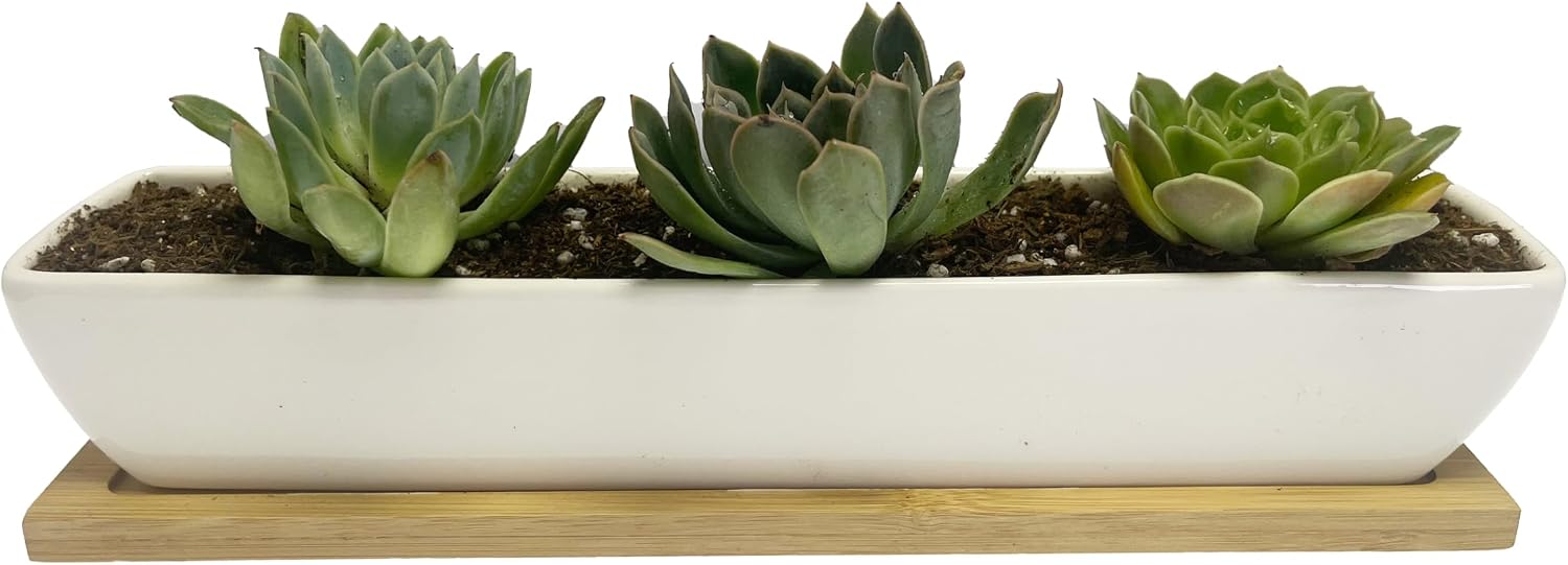 SeaStar White Rectangular Long Succulent Planter Pot, 11x2.16x1.75inch Modern Minimalist Ceramic Succulent Planter Pot with Saucer for Office, Desk