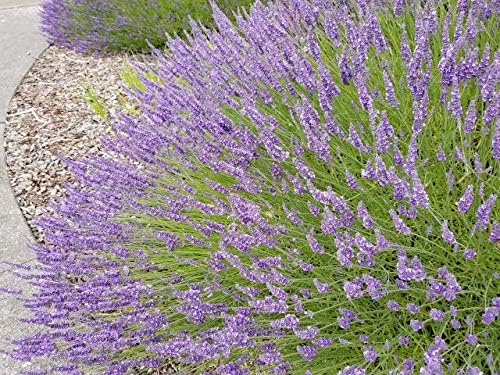 L+ Provence Lavender — 1 Live Plant in 2.5QTs — Blue-Purple Flowers — Fragrant, Bee-Friendly, Drought & Deer Resistant Perennial — Zones 5–9