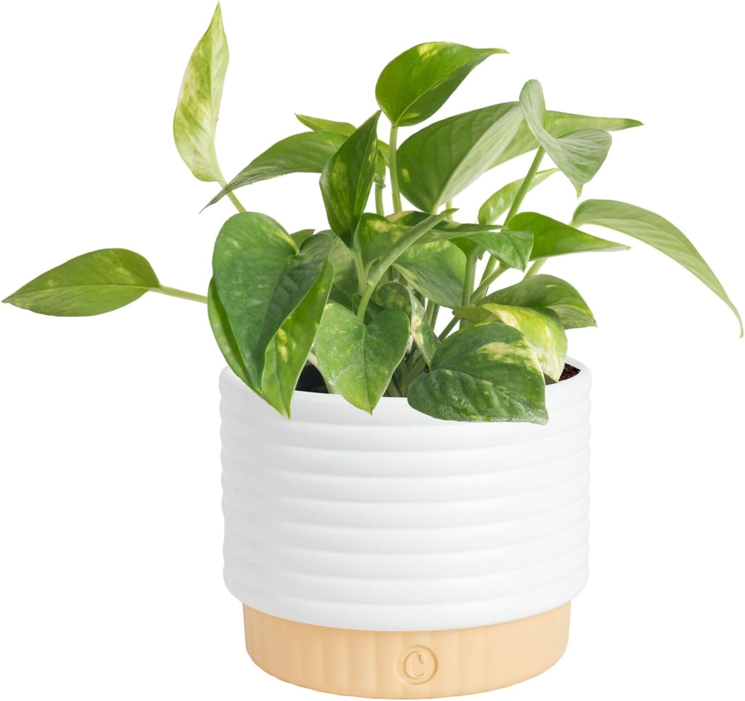 Costa Farms Golden Pothos, Live Indoor Plant, Trailing Vine, Air Purifying | Fast-growing trailing vine, one of the easiest to grow. Great indoor houseplant. Ideal housewarming or birthday gift.