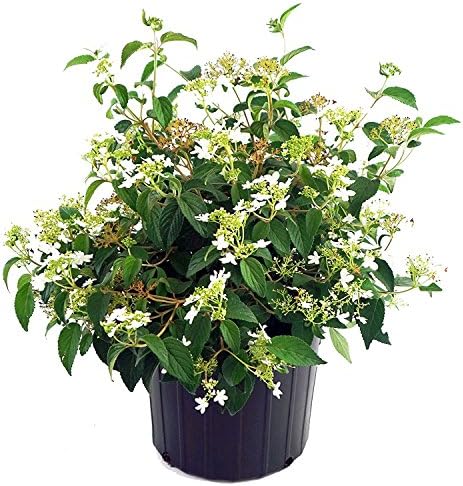 Viburnum p. t. 'Mariesii' (Doublefile Viburnum) Shrub, white flowers, #3 - Size Container