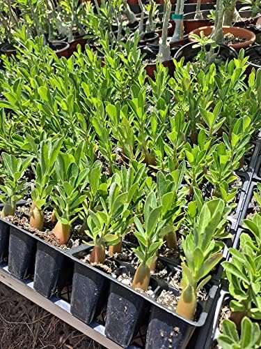 Desert Rose Plant Adenium Obesum Plant 3-4 inch Seedling Bundle of 2 Plants