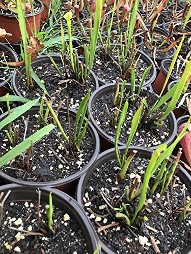 Carnivorous Pitcher Plant Sarracenia Flava - Bare Root Rhizome Form