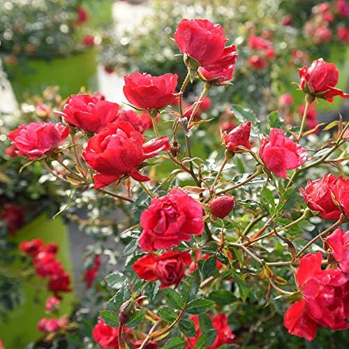 Perfect Plants Red Drift Roses Live Plants, 3 Gallon, Ground Cover Bush