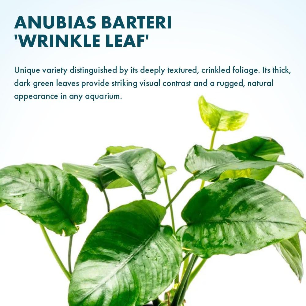 Anubias Nana Live Aquarium Plants - Potted Freshwater Plant for Fish Tanks, Terrariums - Beginner Friendly Low Light (1 Pot)