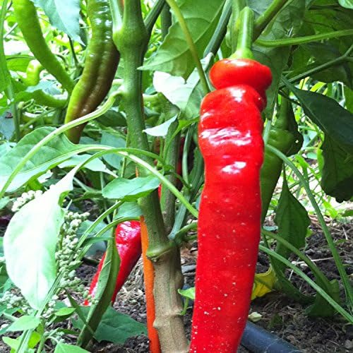 Jimmy Nardello's Heirloom Sweet Pepper Seeds