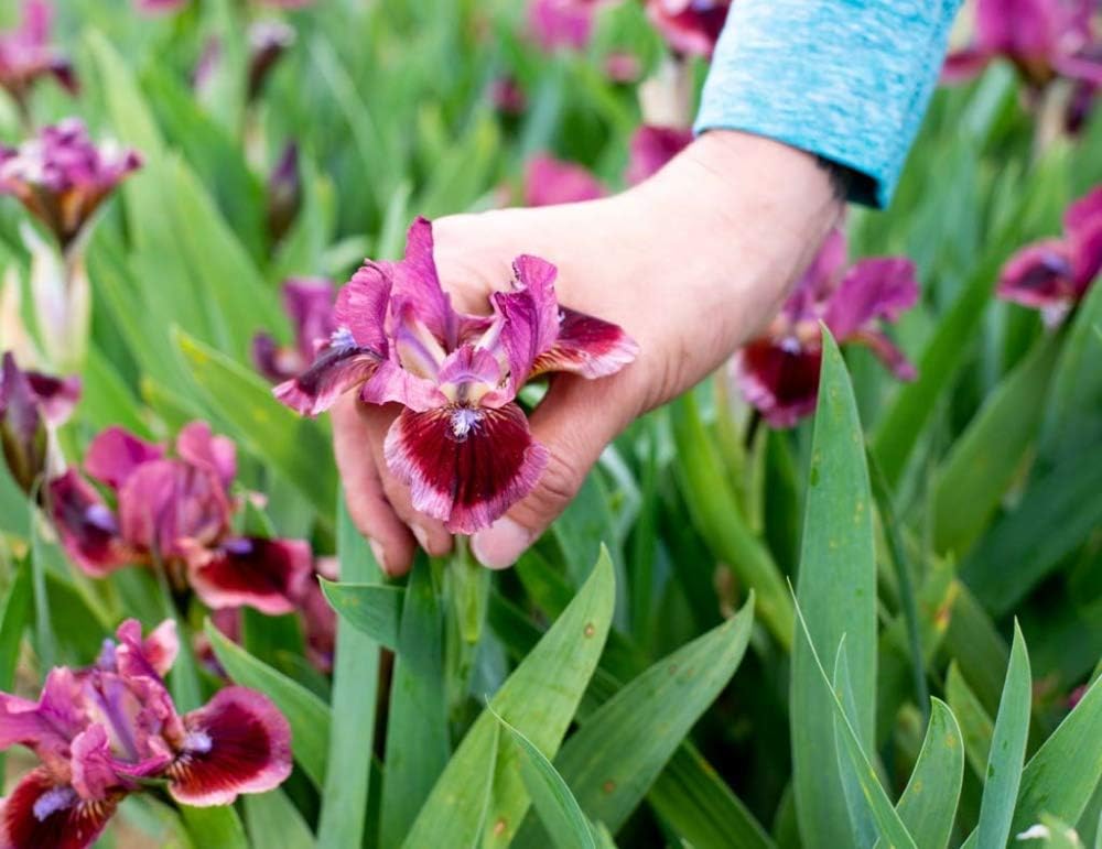 Breck's Bulbs and Perennials Cat's Eye Dwarf Bearded Iris, Live Bareroot Plant, Rose-red Flowers (1-Pack)