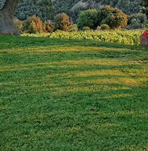 Mountain View Seeds Natures Own Shady Mix Grass Seed, 3-pounds
