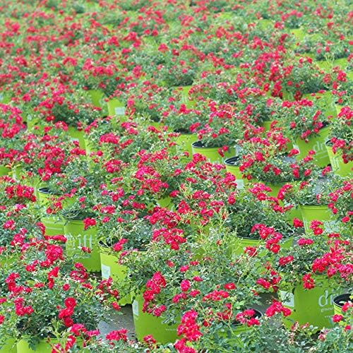 Perfect Plants Red Drift Roses Live Plants, 3 Gallon, Ground Cover Bush