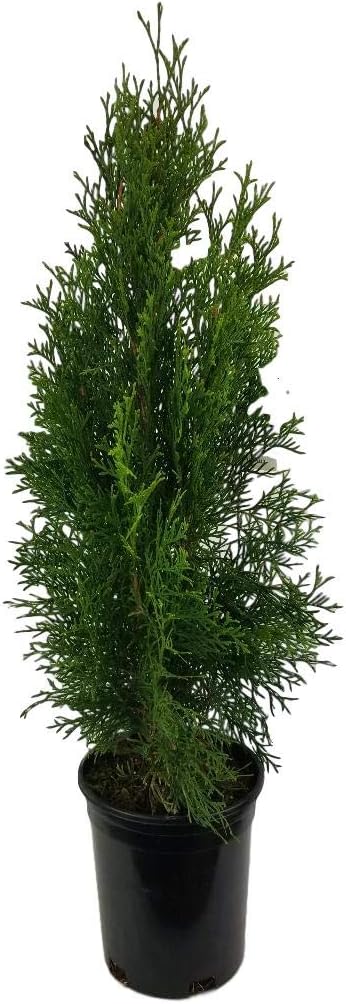 Emerald Green Arborvitae Tree ( Thuja ) - Live Plant - Trade Gallon Pot