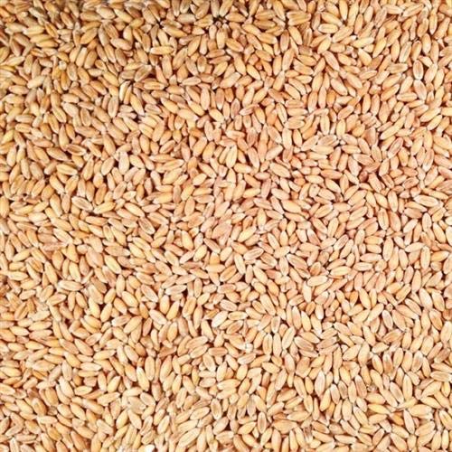 100% Organic Hulled Spelt Berries; Bulk