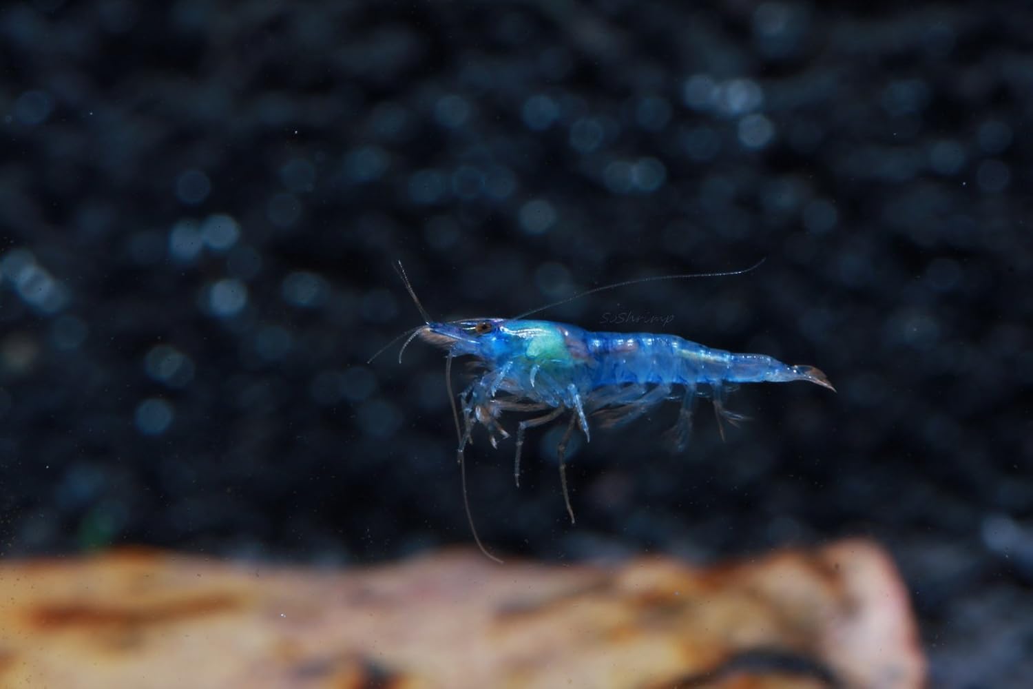 Live Freshwater Aquarium Shrimp - Neocaridina (Red Cherry, 5 Pack)