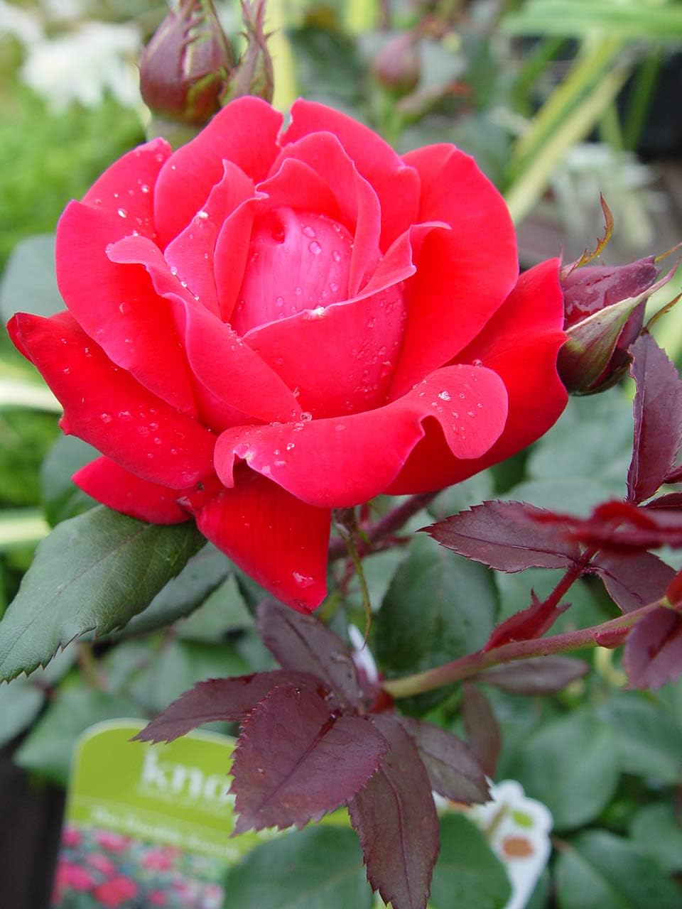 Green Promise Farms Rosa `Double Knock Out` (Reblooming) Rose, 3 Size Container, pink flower