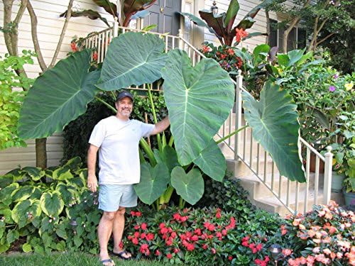 LIVE BULBS Colocasia gigantea Thailand Giant Thai Giant Elephant Ear Huge Leaf 6 Bulbs