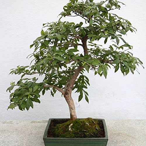 Diamond-leaf Persimmon Diospyros Rhombifolia 5 Seeds