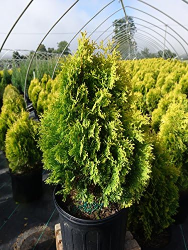 Live Plant Thuja-X Green Giant Evergreen Tree (Western Arborvitae), 3-Gallon Fully Potted Plant from Green Promise Farms
