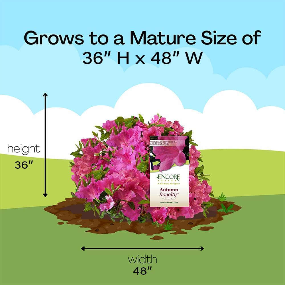 Encore Azalea Autumn Royalty (1 Gallon) Azalea of THE Year Purple Flowering Shrub - Full Sun Live Outdoor Rhododendron Plants