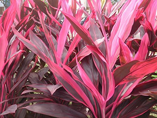 Hawaiian Red Ti Plant Logs ~ Grow Hawaii by Kanoa Hawaii
