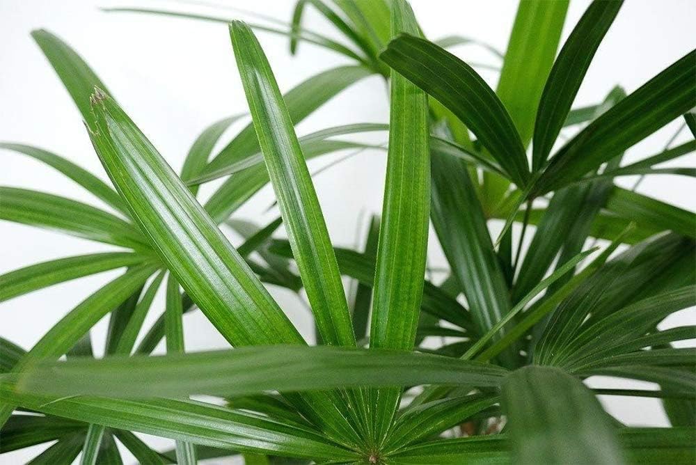 American Plant Exchange Lady Palm – 6-Inch Pot – Live Easy Care Indoor Houseplant, Air-Purifying, Low-Light Tropical Palm for Home, Office