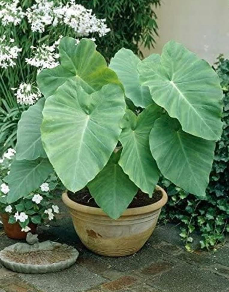 15 Green Dwarf Taro Elephant Ear Water Lily Pond Water Plant Bulbs by Greenhouse PCA