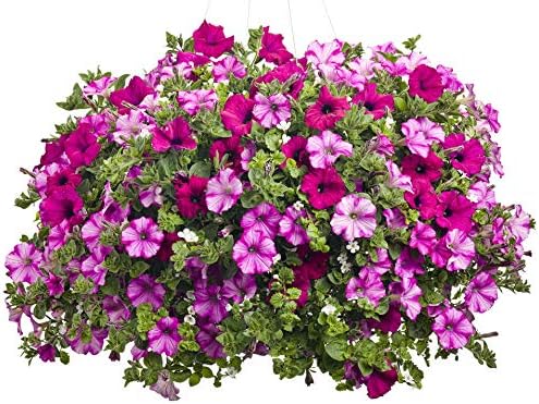 Petunia Veined Mix Flower Beds Window Box Hanging Baskets Containers 200 Seeds #CN01