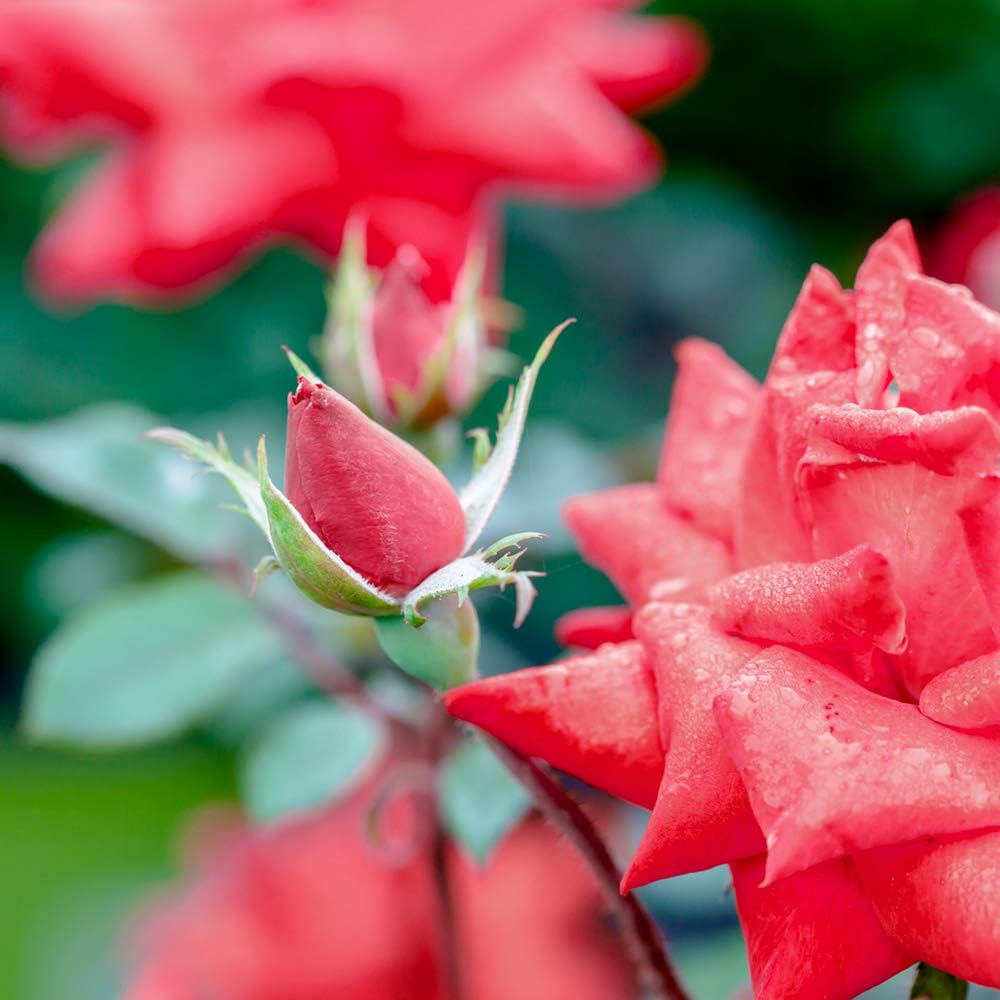 Perfect Plants Double Red Knock Out Rose, 3 Gallon, Live Plant | Vibrant blooms spring through summer, zones 5-10, low maintenance and easy to grow