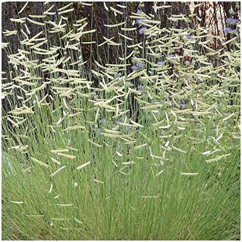 1000 Blue Grama Native Grass Seeds - Gold Vault Jumbo Seed Packet