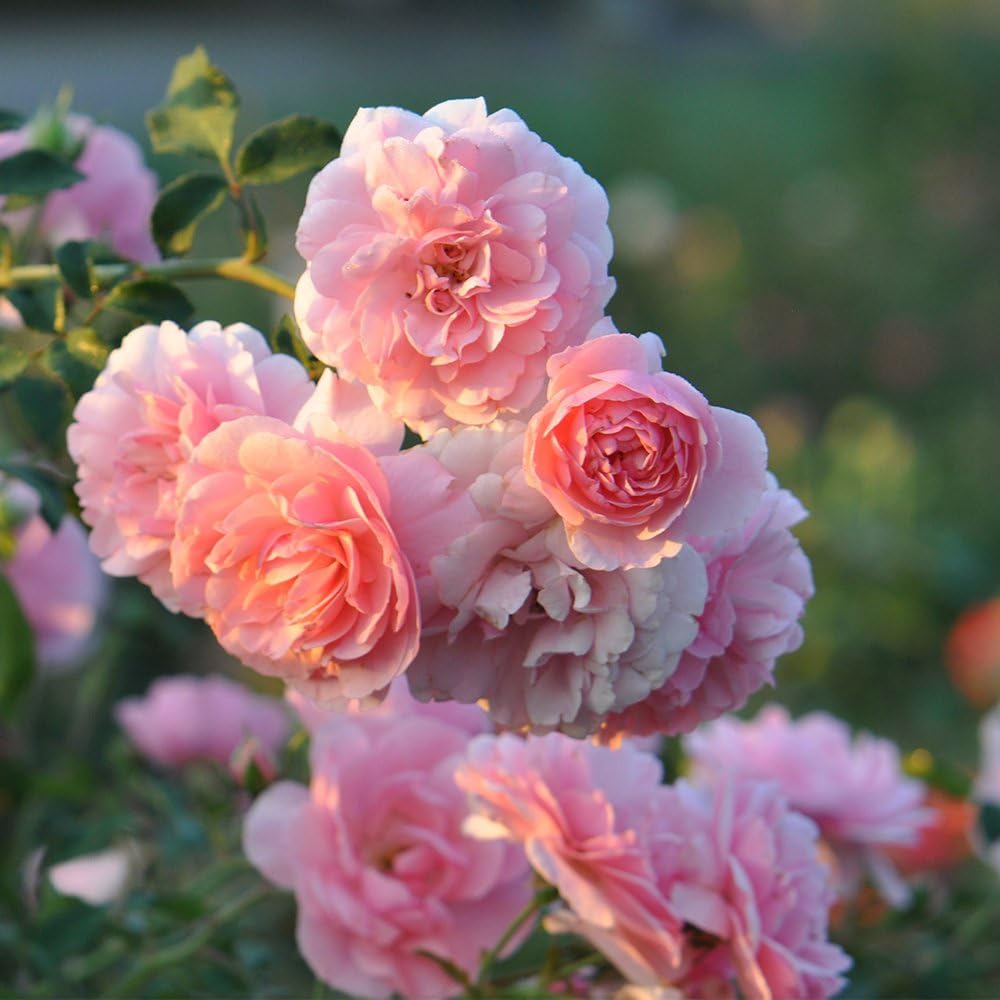 Heirloom Landscape Roses, Live Own Root Plant, Bonica®