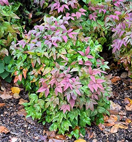 Blush Pink™ Nandina Heavenly Bamboo - Live Plant - Full Gallon Pot